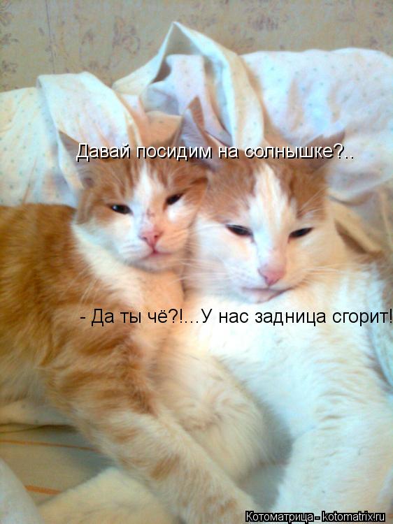 Давай посидим на солнышке?.. - Да ты чё?!...У нас задница сгорит!...... Котоматрица: Давай посидим на солнышке?.. - Да ты чё?!...У нас задница сгорит!...