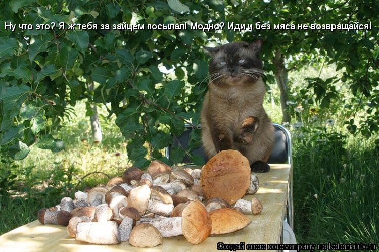 Котоматрица: Ну что это? Я ж тебя за зайцем посылал! Модно? Иди и без мяса не возвращайся!