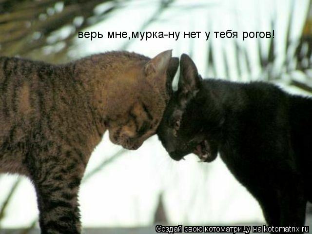 верь мне,мурка-ну нет у тебя рогов!... Котоматрица: верь мне,мурка-ну нет у тебя рогов!