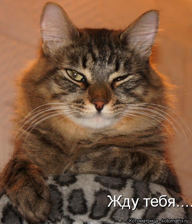 Котоматрица: Жду тебя....