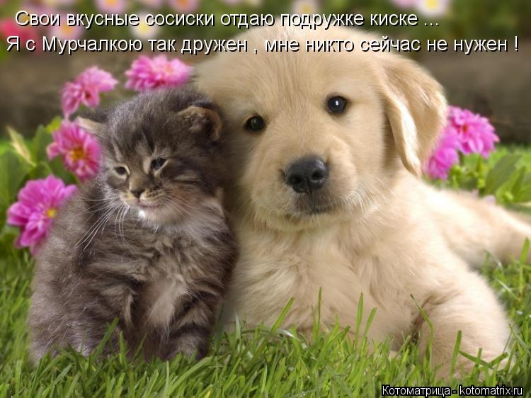 Котоматрица: Свои вкусные сосиски отдаю подружке киске ... Я с Мурчалкою так дружен , мне никто сейчас не нужен !