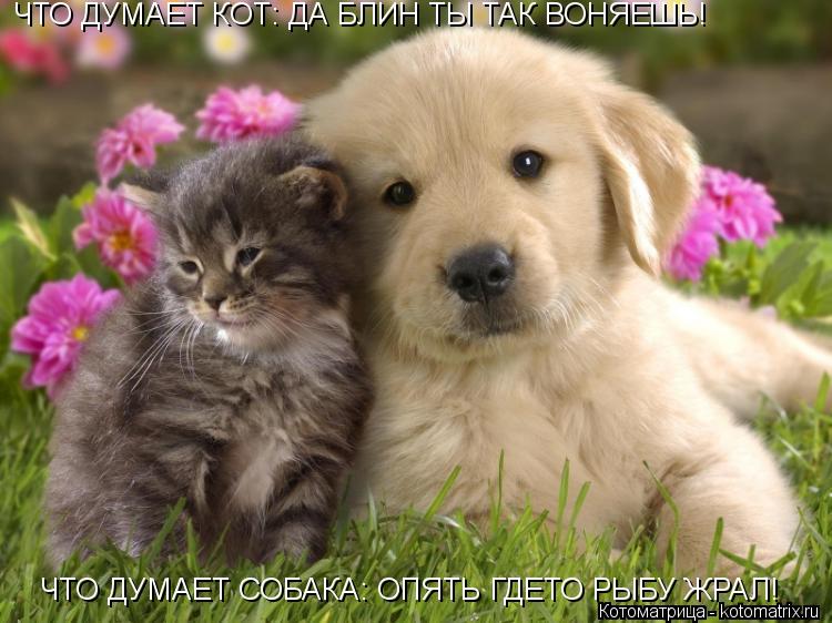 ЧТО ДУМАЕТ КОТ: ДА БЛИН ТЫ ТАК ВОНЯЕШЬ! ЧТО ДУМАЕТ СОБАКА: ОПЯТЬ ГДЕТО РЫБУ ЖРАЛ!... Котоматрица: ЧТО ДУМАЕТ КОТ: ДА БЛИН ТЫ ТАК ВОНЯЕШЬ! ЧТО ДУМАЕТ СОБАКА: ОПЯТЬ ГДЕТО РЫБУ ЖРАЛ!