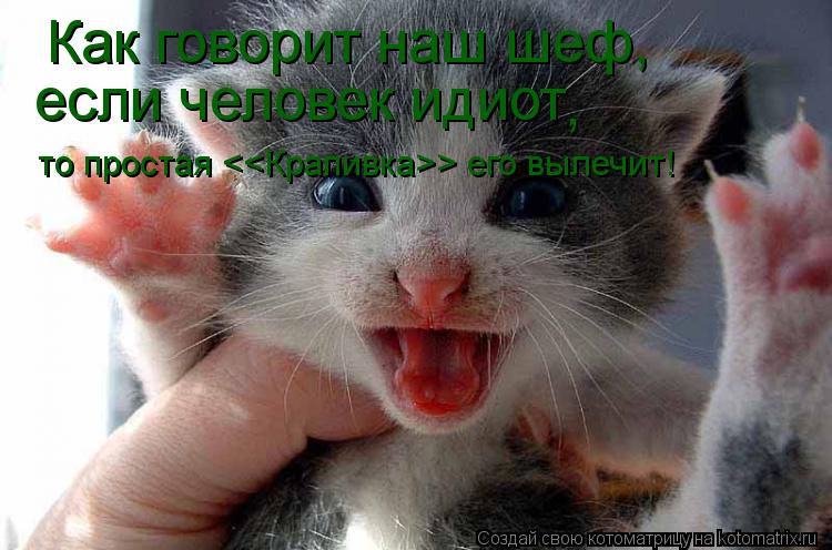 Котоматрица: Как говорит наш шеф, если человек идиот , то простая <<Крапивка>> его вылечит!