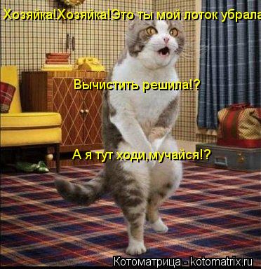 Хозяйка!Хозяйка!Это ты мой лоток убрала? Вычистить решила!? А я тут ходи,мучайся!?... Котоматрица: Хозяйка!Хозяйка!Это ты мой лоток убрала? Вычистить решила!? А я тут ходи,мучайся!?