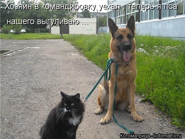 Котоматрица: Хозяин в командировку уехал , теперь я пса  нашего выгуливаю ...
