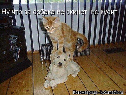 Котоматрица: Ну что за собака не скинет ,не кусит...