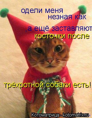 Котоматрица: одели меня незная как ,а ещё заставляют косточки после трёхротной собаки есть!