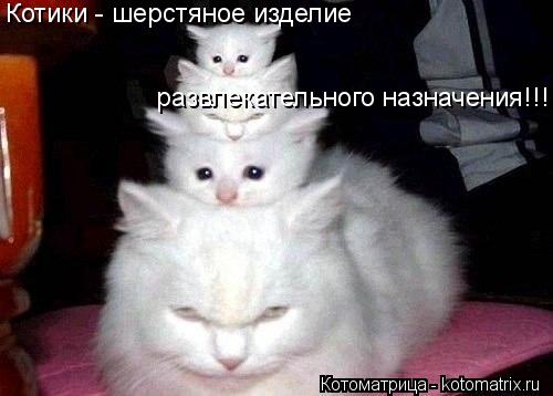Котоматрица: Котики - шерстяное изделие   развлекательного назначения!!!