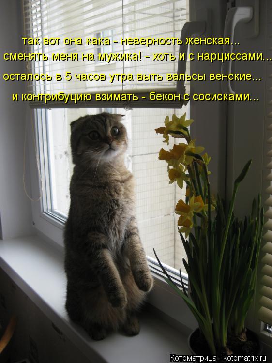 Котоматрица: так вот она кака - неверность женская... сменять меня на мужика! - хоть и с нарциссами... осталось в 5 часов утра выть вальсы венские... и контриб