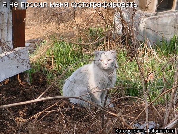 Котоматрица: я не просил меня фотографировать