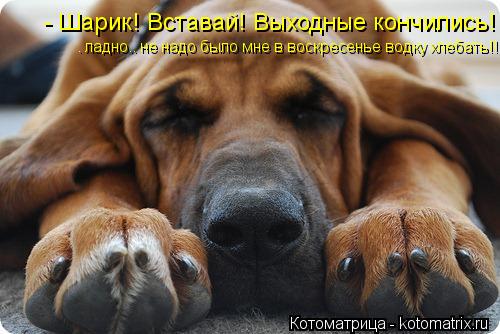 Котоматрица: - Шарик! Вставай! Выходные кончились! — ладно.. не надо было мне в воскресенье водку хлебать — ладно.. не надо было мне в воскресенье водку хл