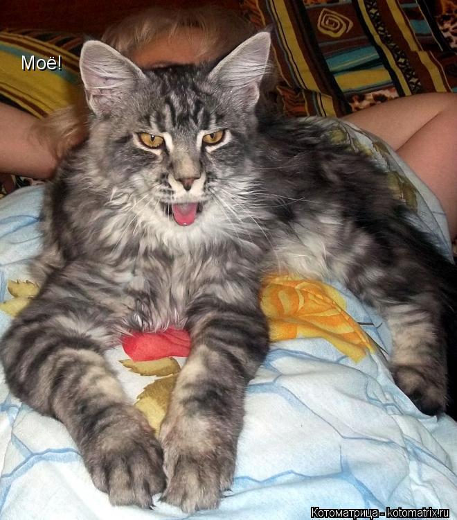 Котоматрица: Моё!