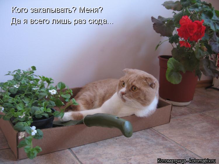 Кого закапывать? Меня? Да я всего лишь раз сюда...... Котоматрица: Кого закапывать? Меня? Да я всего лишь раз сюда...