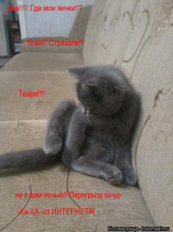 ааа!!!!! Где мои яички!!? блин!! Отрезали!!! Твари!!!! ну я вам ночью!! Перегрызу шнур -Ха-ХА -от ИНТ... Котоматрица: ааа!!!!! Где мои яички!!? блин!! Отрезали!!! Твари!!!! ну я вам ночью!! Перегрызу шнур -Ха-ХА -от ИНТЕРНЕТА!