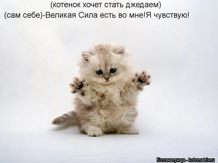 Котоматрица: (котенок хочет стать джедаем) (сам себе)-Великая Сила есть во мне!Я чувствую!