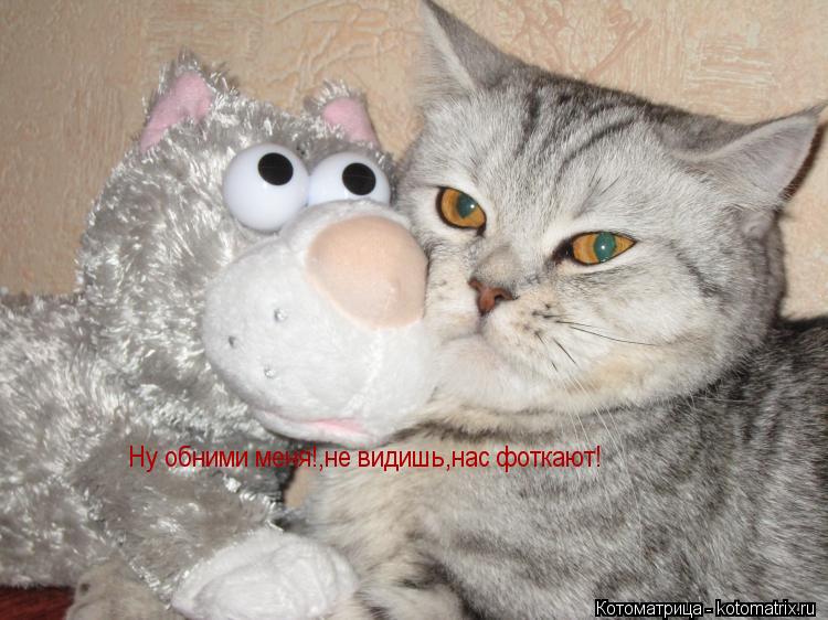 Ну обними меня!,не видишь,нас фоткают!... Котоматрица: Ну обними меня!,не видишь,нас фоткают!