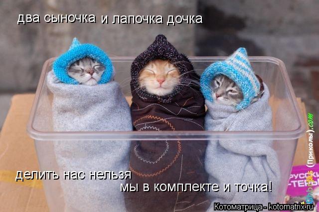 два сыночка и лапочка дочка делить нас нельзя мы в комплекте и точка!... Котоматрица: два сыночка и лапочка дочка делить нас нельзя мы в комплекте и точка!