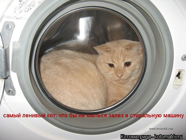 самый ленивый кот: что бы не мыться залез в стиральную машину... Котоматрица: самый ленивый кот: что бы не мыться залез в стиральную машину