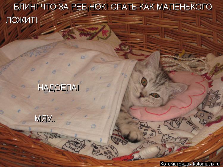 БЛИН! ЧТО ЗА РЕБЁНОК! СПАТЬ КАК МАЛЕНЬКОГО ЛОЖИТ! НАДОЕЛА! МЯУ..... Котоматрица: БЛИН! ЧТО ЗА РЕБЁНОК! СПАТЬ КАК МАЛЕНЬКОГО ЛОЖИТ! НАДОЕЛА! МЯУ..