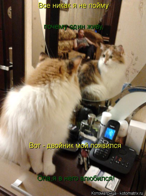 Котоматрица: почему один живу, Все никак я не пойму Вот - двойник мой появился Опа,я в него влюбился!