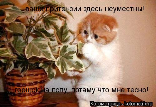 Котоматрица: ваши притензии здесь неуместны! горшок на полу, потаму что мне тесно!