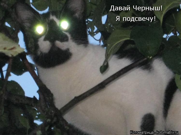 Котоматрица: Давай Черныш! Я подсвечу!