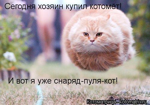 Котоматрица: Сегодня хозяин купил котомёт! И вот я уже снаряд-пуля-кот!