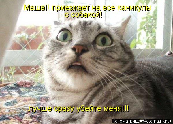 Маша!! приезжает на все каникулы с собакой! лучше сразу убейте меня!!!... Котоматрица: Маша!! приезжает на все каникулы с собакой! лучше сразу убейте меня!!!