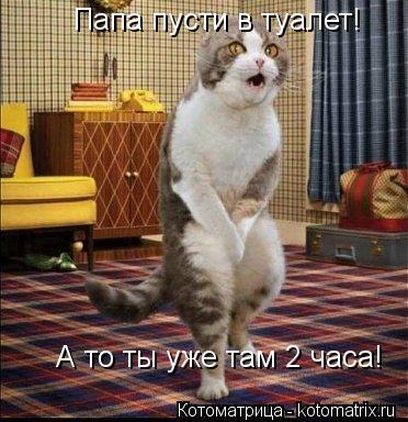 Котоматрица: Папа пусти в туалет! А то ты уже там 2 часа!