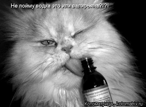 Котоматрица: Не пойму водка это или валирьяна?!?!