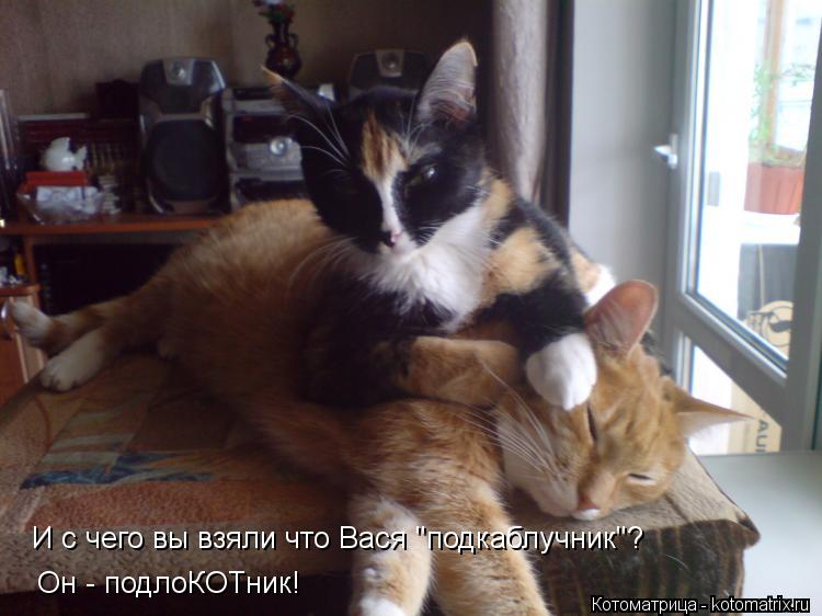 И с чего вы взяли что Вася "подкаблучник"? Он - подлоКОТник!... Котоматрица: И с чего вы взяли что Вася "подкаблучник"? Он - подлоКОТник!
