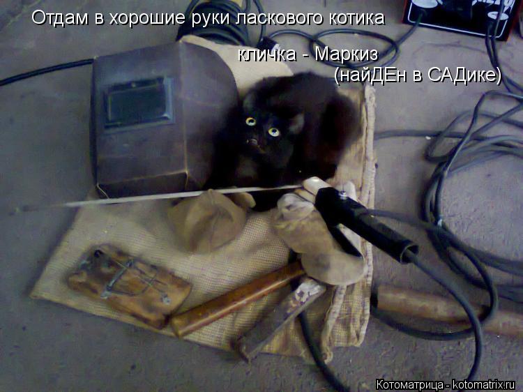 кличка - Маркиз Отдам в хорошие руки ласкового котика (найДЕн в САДике)... Котоматрица: кличка - Маркиз Отдам в хорошие руки ласкового котика (найДЕн в САДике)