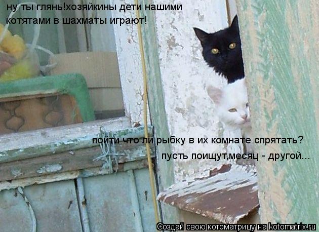 Котоматрица: ну ты глянь!хозяйкины дети нашими котятами в шахматы играют! пойти что ли рыбку в их комнате спрятать ? пусть поищут,месяц - другой...