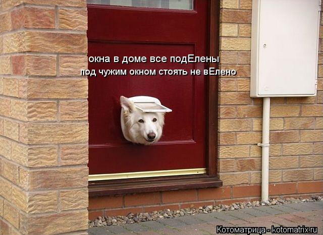 Котоматрица: окна в доме все подЕлены под чужим окном стоять не вЕлено