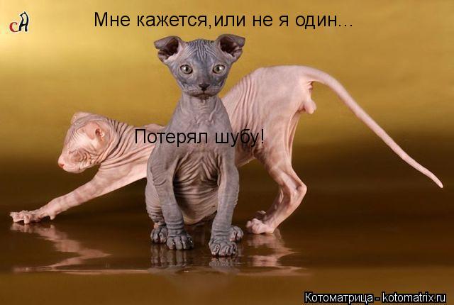 Мне кажется,или не я один... Потерял шубу!... Котоматрица: Мне кажется,или не я один... Потерял шубу!