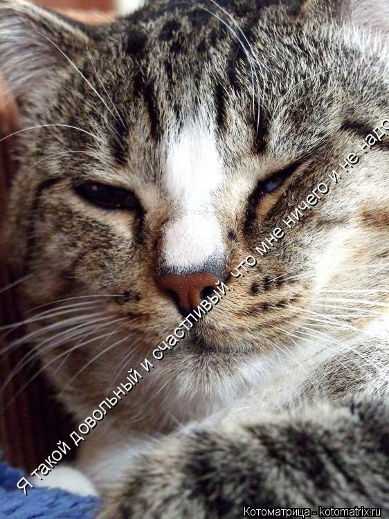 Котоматрица: Я такой довольный и счастливый, что мне ничего и не надо