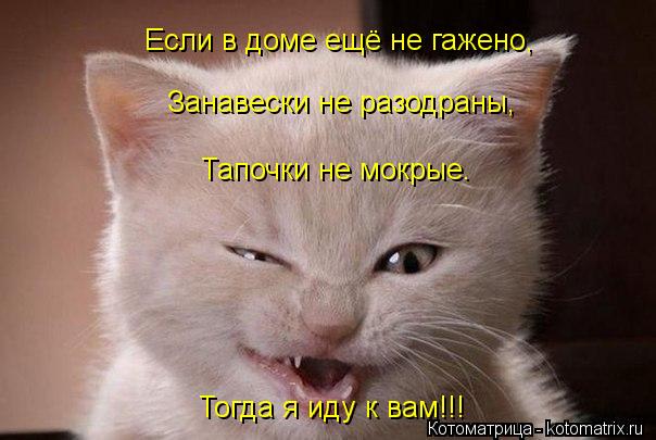 Если в доме ещё не гажено, Занавески не разодраны, Тапочки не мокрые. Тогда я иду к вам!!!... Котоматрица: Если в доме ещё не гажено, Занавески не разодраны, Тапочки не мокрые. Тогда я иду к вам!!!