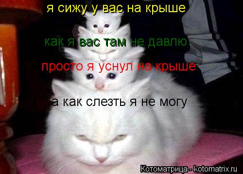 Котоматрица: я сижу у вас на крыше  как я вас там не давлю просто я уснул на крыше  а как слезть я не могу