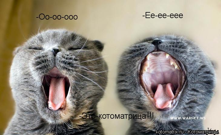 -Оо-оо-ооо -Ее-ее-еее -Это-котоматрица !!!... Котоматрица: -Оо-оо-ооо -Ее-ее-еее -Это-котоматрица !!!