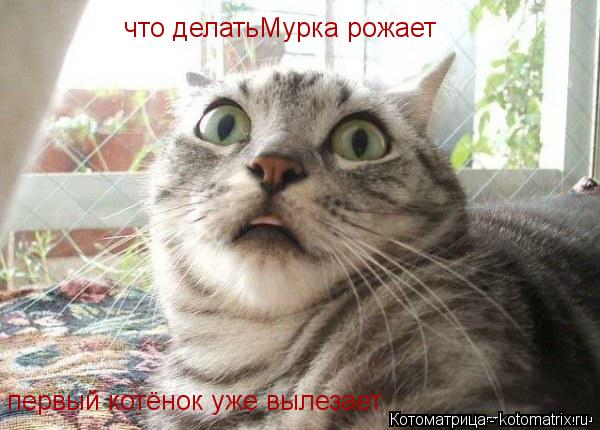 что делатьМурка рожает первый котёнок уже вылезает... Котоматрица: что делатьМурка рожает первый котёнок уже вылезает