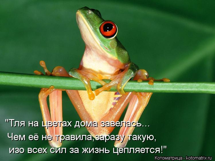 Котоматрица: "Тля на цветах дома завелась... Чем её не травила,заразу такую, изо всех сил за жизнь цепляется!"