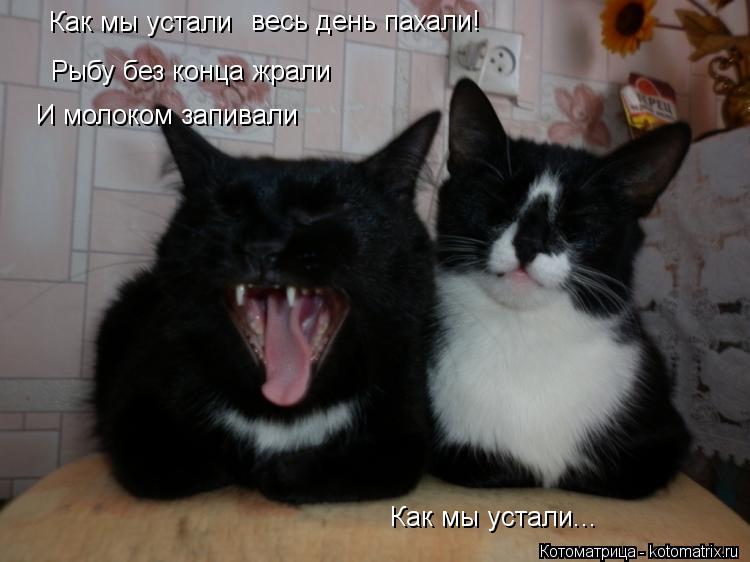 Котоматрица: Как мы устали весь день пахали! Рыбу без конца жрали И молоком запивали Как мы устали...