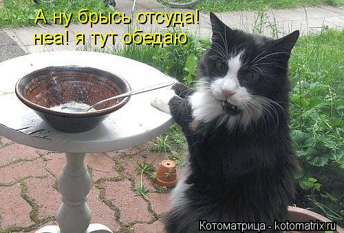 Котоматрица: А ну брысь отсуда!  неа! я тут обедаю