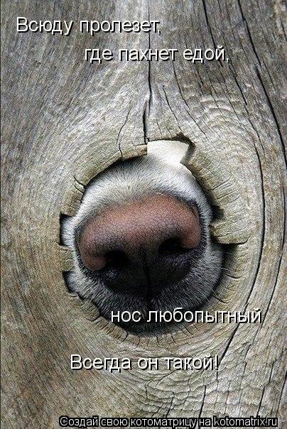 Всюду пролезет, где пахнет едой, нос любопытный Всегда он такой!... Котоматрица: Всюду пролезет, где пахнет едой, нос любопытный Всегда он такой!