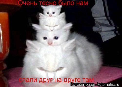 Котоматрица: Очень тесно было нам спали друг на друге там.