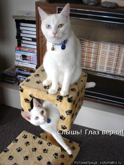 Котоматрица: Слышь! Глаз верни Слышь! Глаз верни!