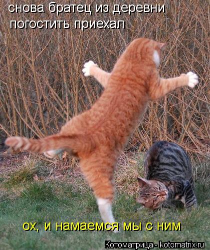 снова братец из деревни погостить приехал ох, и намаемся мы с ним... Котоматрица: снова братец из деревни погостить приехал ох, и намаемся мы с ним