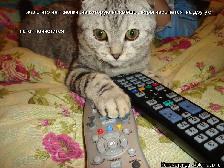 Котоматрица: жаль что нет кнопки ,на которую нажмёшь , корм насыпется ,на другую , латок уберётся жаль что нет кнопки ,на которую нажмёшь , корм насыпется ,