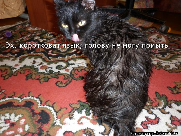 Котоматрица: Эх, коротковат язык, голову не могу помыть