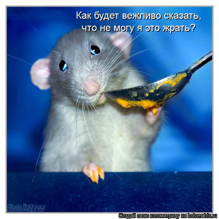 Как будет вежливо сказать, что не могу я это жрать?... Котоматрица: Как будет вежливо сказать, что не могу я это жрать?